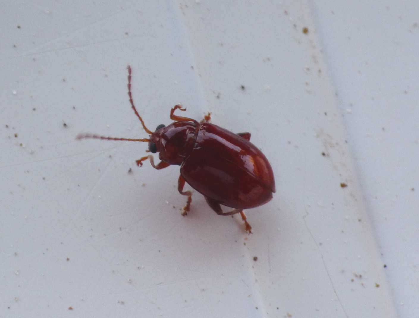 Piccolo Chrysomelidae rosso: Neocrepidodera sp. (?)